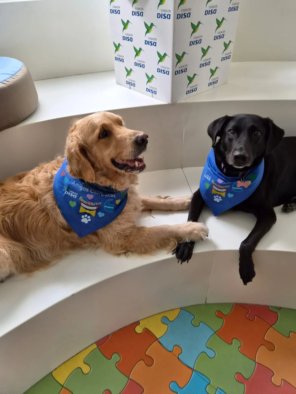 Amigos con Patas - sesión con perros